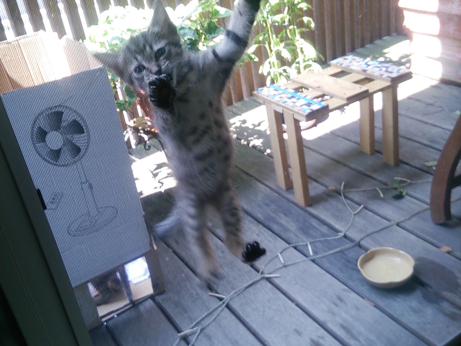 季節を感じる猫