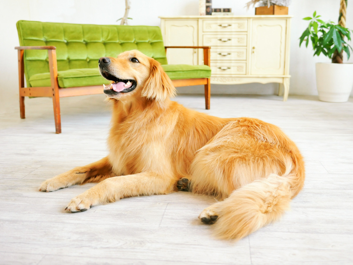 アスワン　LOBOFLOR　ﾅﾁｭﾗﾙｽﾞ