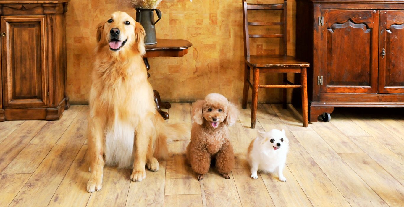 ペットの足腰にも安心-LOBOFLOR ナチュラルズ-